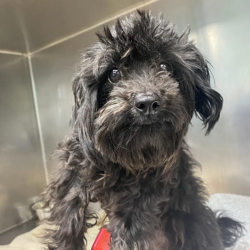 A young small-sized male Black Poodle dog named Scooter for adoption in Philadelphia, PA