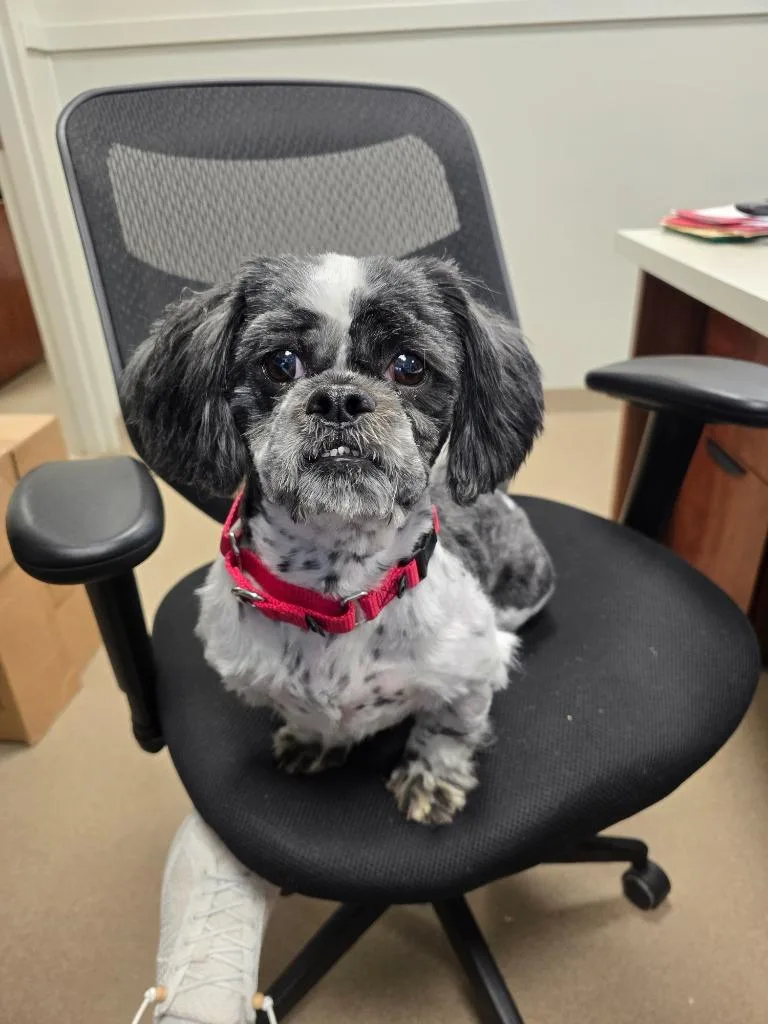 An adult small-sized male Shih Tzu dog named Shaggy for adoption in Ferndale, NY