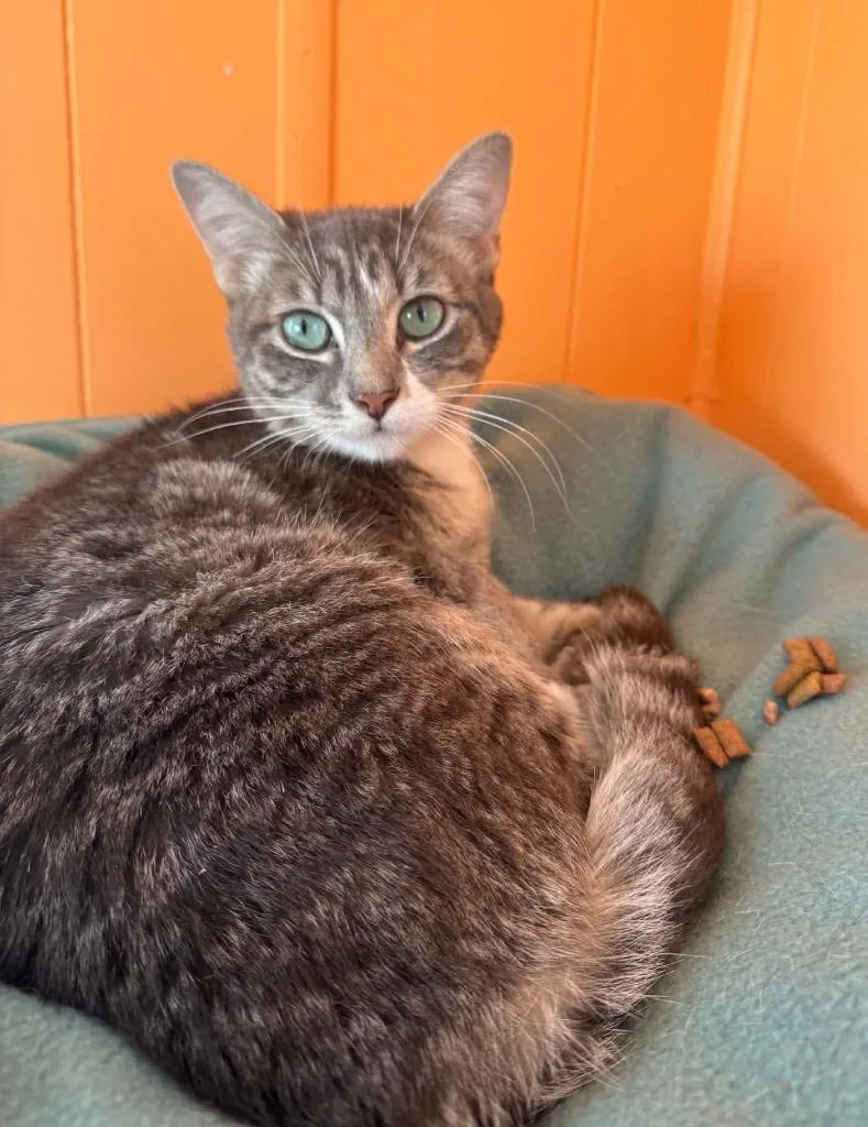 An adult large-sized female Domestic Medium Hair cat named Butterball for adoption in Ogden, UT