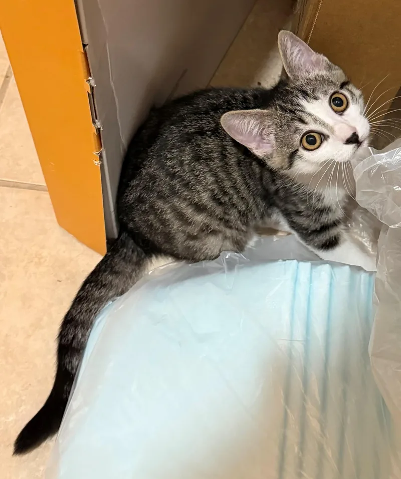 A baby medium-sized female Tabby (Gray / Blue / Silver) Domestic Short Hair cat named Gillian for adoption in Westfield, NJ