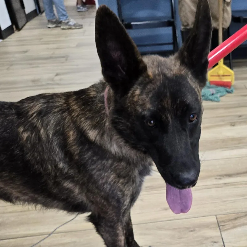 A baby small-sized male Brown / Chocolate Dutch Shepherd dog named AHNJStray for adoption in Newark, NJ