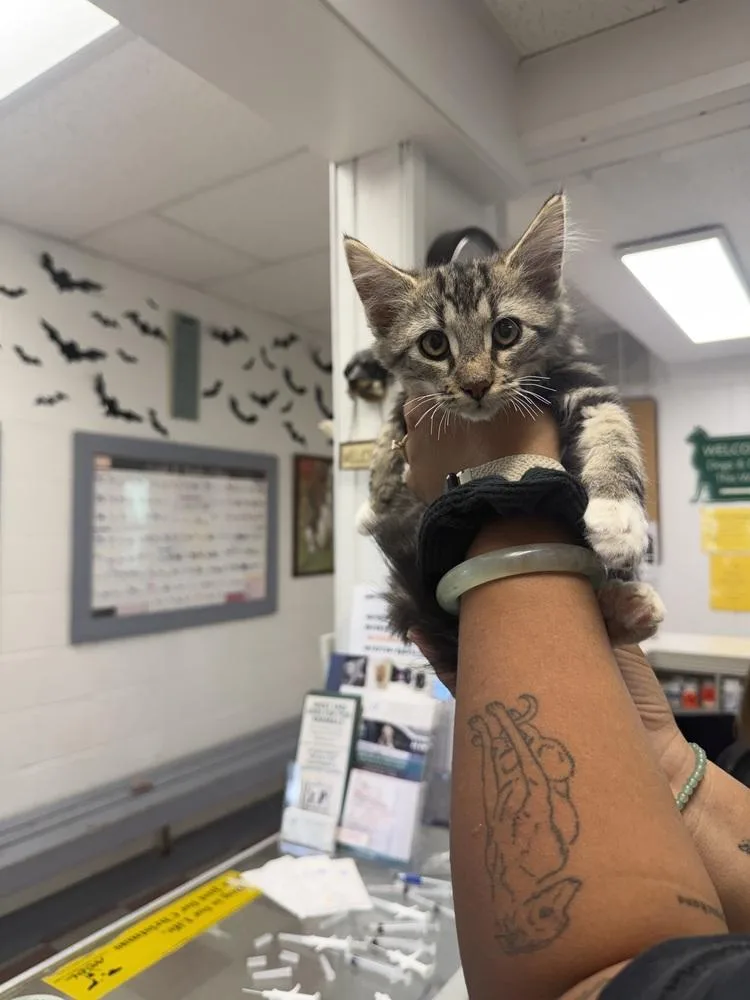 A young medium-sized male Domestic Medium Hair cat named Douglas for adoption in Ontario, CA