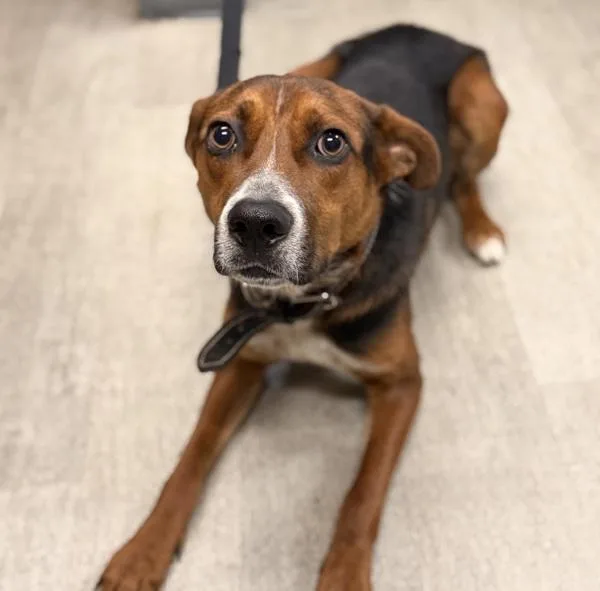 An adult medium-sized male Shepherd dog named Pedro for adoption in San Diego, CA