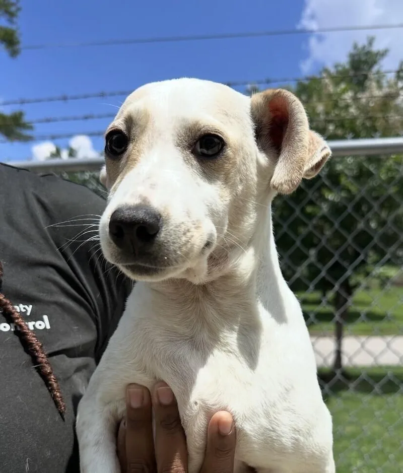 Pup Dilly thumbnail 2