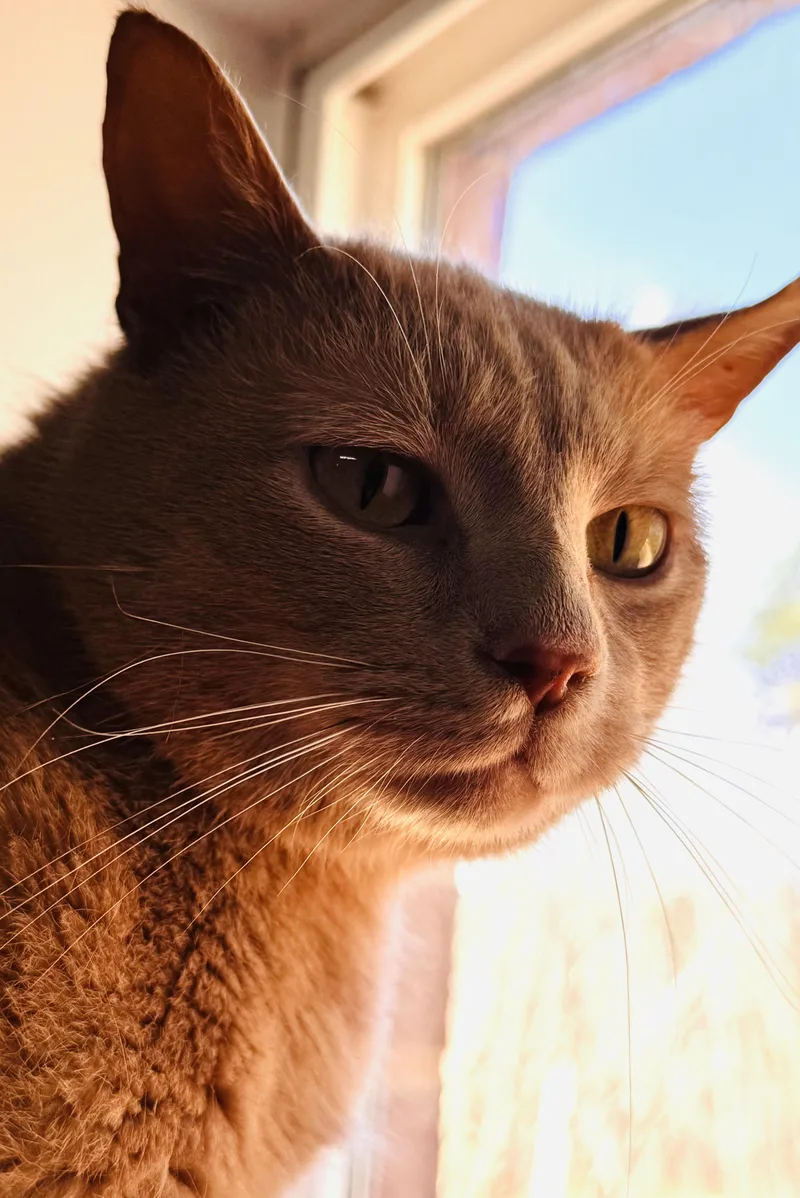 Cinnamon thumbnail 2