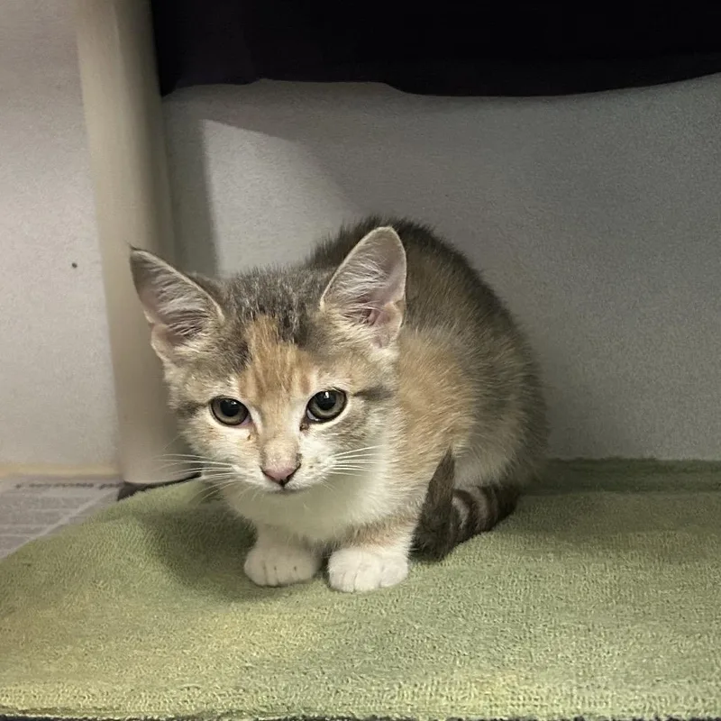 A baby small-sized female Gray / Blue / Silver Domestic Short Hair cat named Levity for adoption in Dover, NH