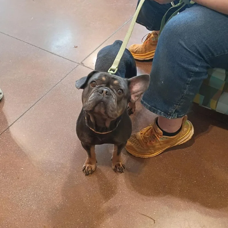 An adult medium-sized male Brown / Chocolate French Bulldog dog named Gucci for adoption in Lynchburg, VA
