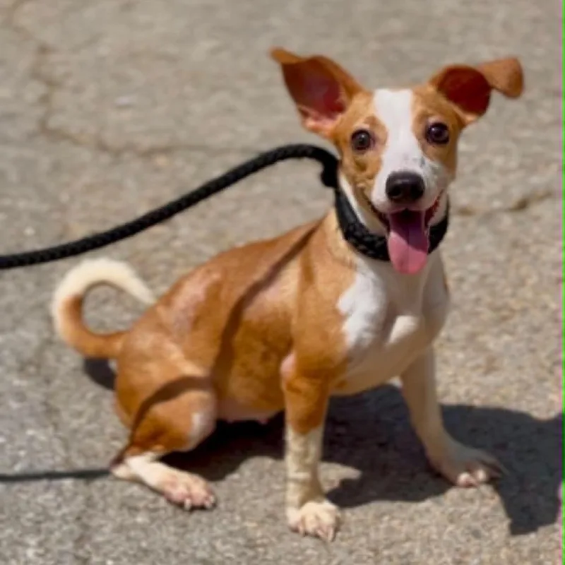 A young small-sized female Brown / Chocolate Mixed Breed dog named Jane for adoption in Washington Township, OH
