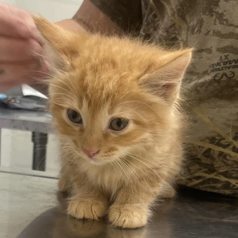 A baby small-sized male Orange / Red Domestic Short Hair cat named Chuckles for adoption in Clanton, AL