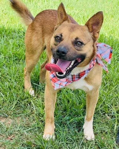 An adult medium-sized male Basenji dog named Benji $ for adoption in Seneca, SC