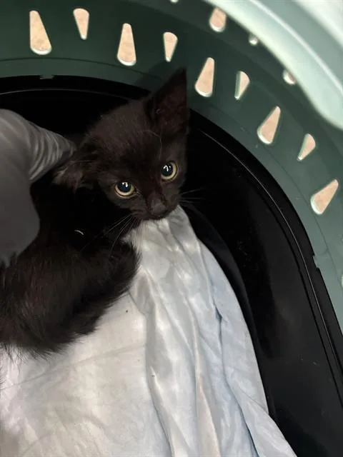 A baby medium-sized male Domestic Short Hair cat named Olive for adoption in Dallas, TX