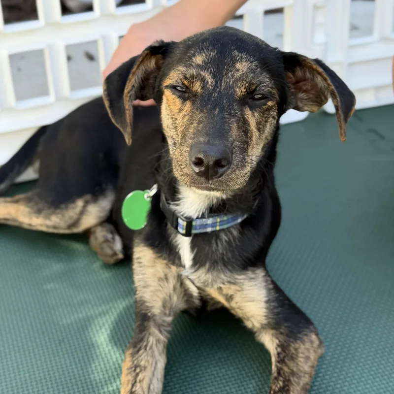 A baby medium-sized male Black Mixed Breed dog named Diesel for adoption in Columbia, SC