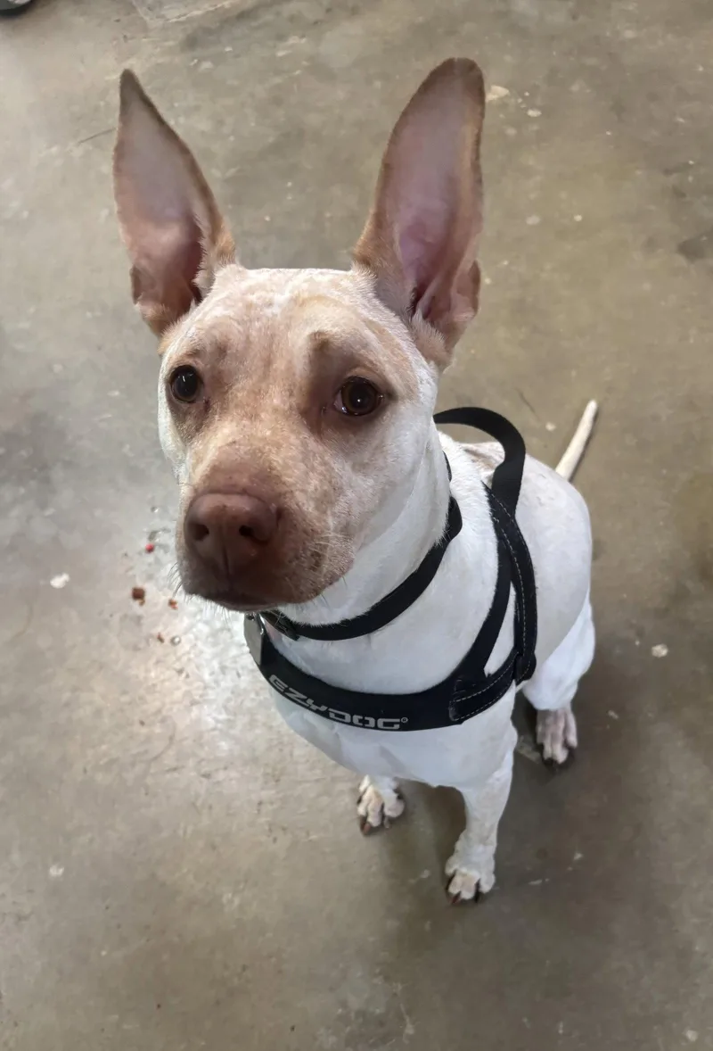 An adult medium-sized female Australian Cattle Dog / Blue Heeler dog named Honey for adoption in Williamsburg, IA