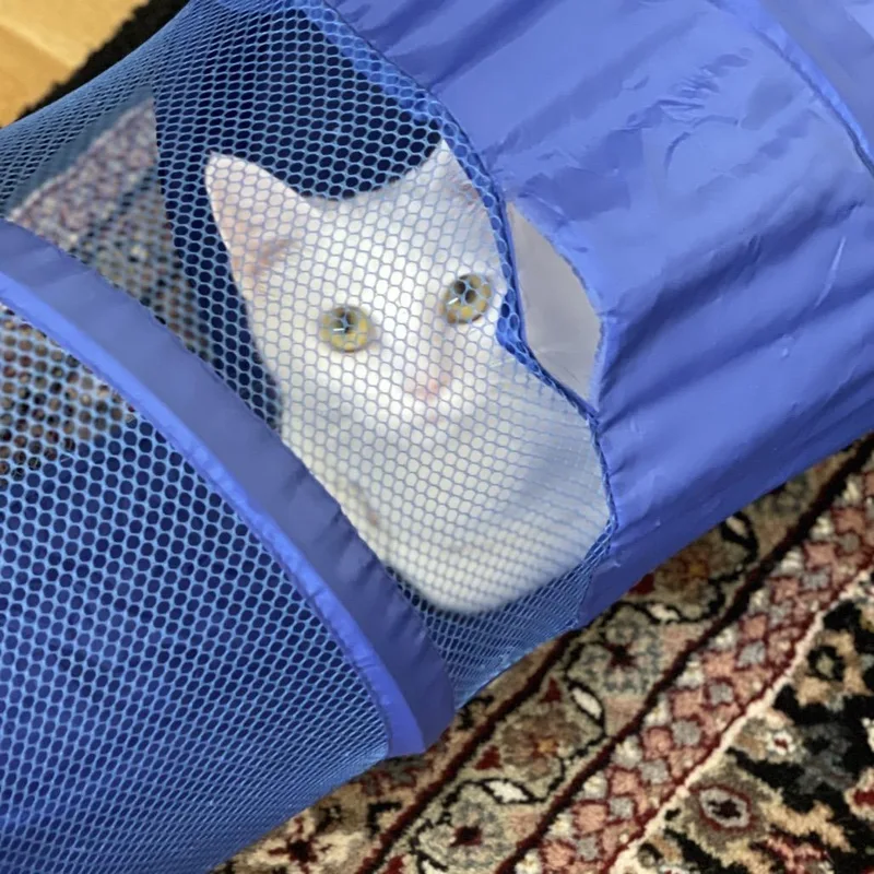 An adult medium-sized female White Domestic Short Hair cat named Pinky for adoption in Durham, NC