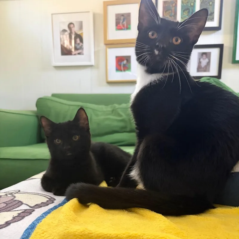 A baby small-sized male Black Domestic Short Hair cat named Oreo for adoption in Providence, RI