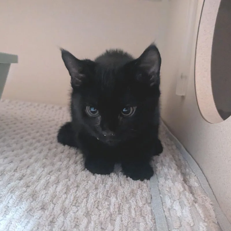 Oreo thumbnail 2