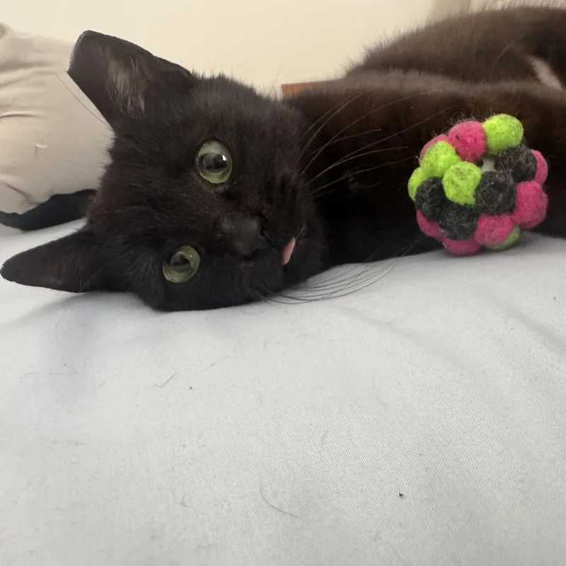 A baby medium-sized female Black Domestic Short Hair cat named Nia for adoption in Richmond, VA