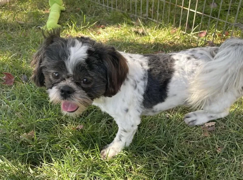 An adult small-sized male Shih Tzu dog named Bo for adoption in Overland Park, KS