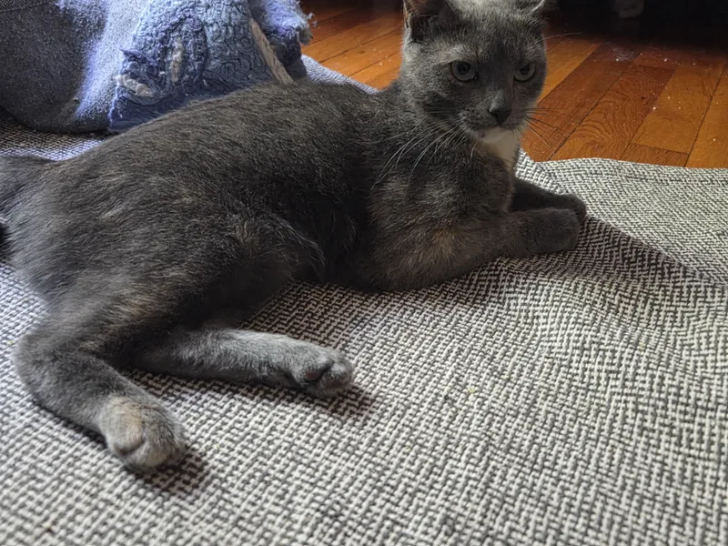 Tia