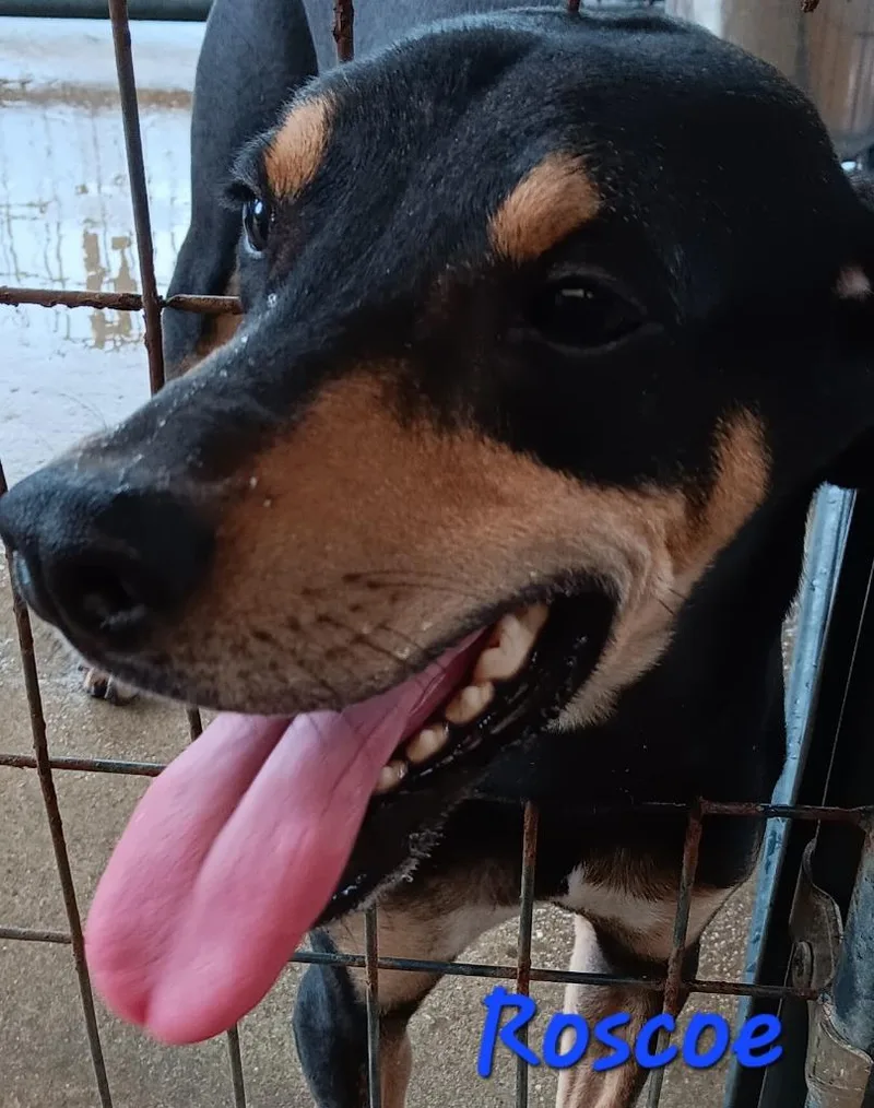 Roscoe