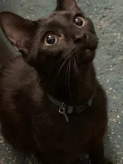 A young medium-sized male American Shorthair cat named Mentos for adoption in Trenton, NJ