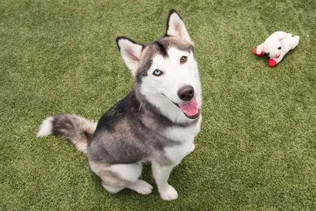 A young medium-sized female Siberian Husky dog named Luna for adoption in Santa Monica, CA
