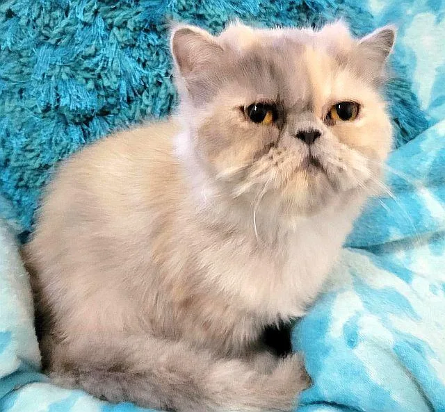 A young small-sized female Persian cat named Skye for adoption in Powder Springs, GA