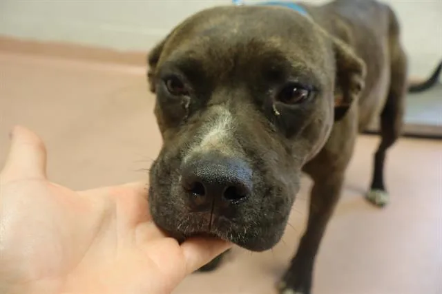 An adult medium-sized female Mixed Breed dog named Addison for adoption in Columbia, SC