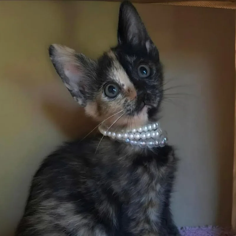 A baby medium-sized female Tortoiseshell cat named Opal for adoption in Wiggins, MS
