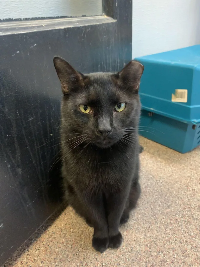 Tip Bonded With Luciano