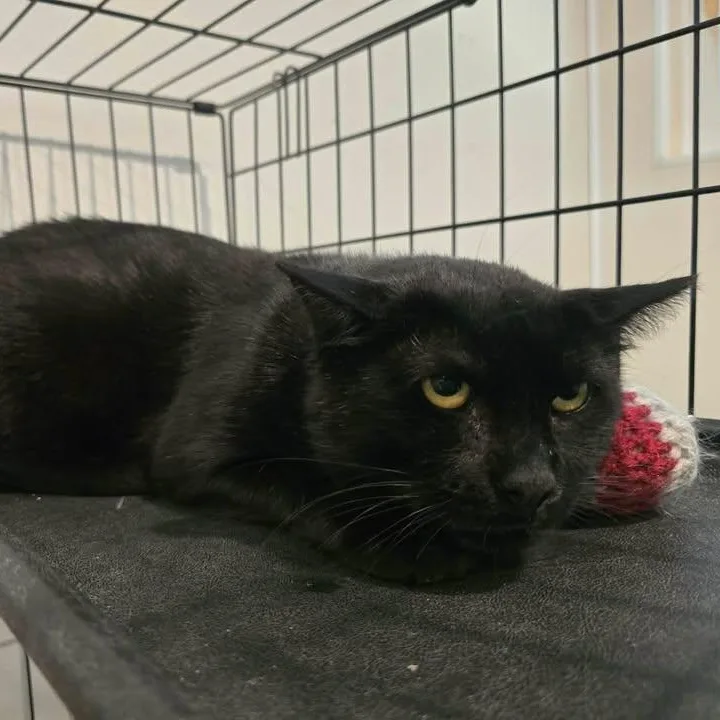 An adult medium-sized male Black Domestic Short Hair cat named New Moon for adoption in Winthrop, ME