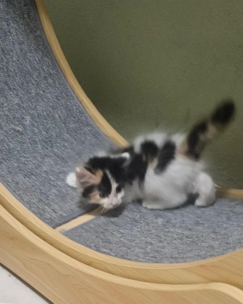 A baby medium-sized female Domestic Medium Hair cat named Calypso for adoption in Plano, TX