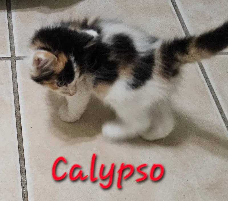 Calypso thumbnail 5