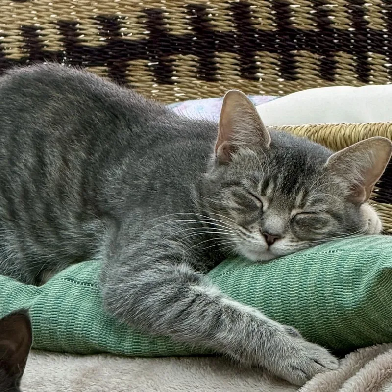 A young medium-sized female Gray / Blue / Silver Domestic Short Hair cat named Chick for adoption in Aldie, VA