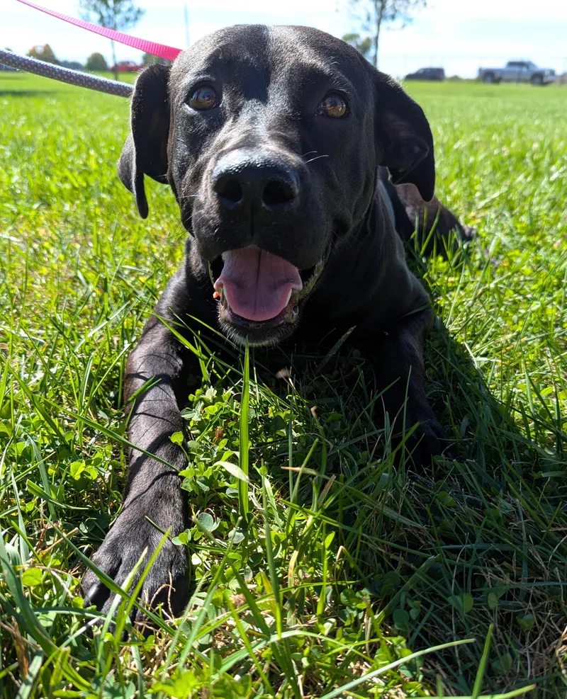 An adult medium-sized female Black Labrador Retriever dog named Annette for adoption in Valparaiso, IN