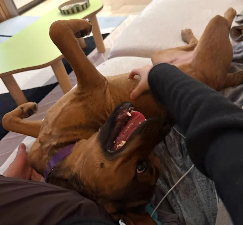 A young medium-sized male Brown / Chocolate Boxer dog named Cartier for adoption in Brooklyn, NY