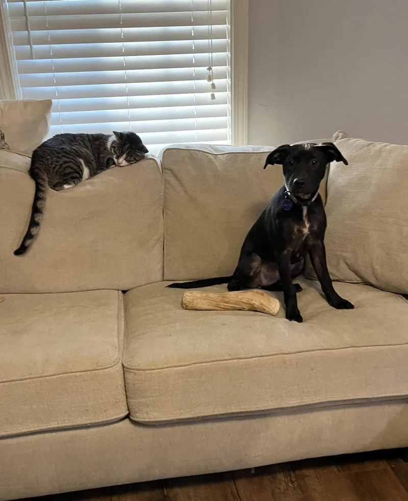 A baby medium-sized female Hound dog named Penelope Garcia for adoption in Southaven, MS