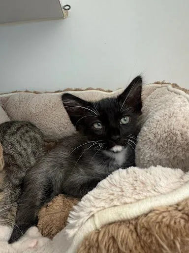 A baby small-sized male Black Domestic Short Hair cat named Ipu for adoption in Oakland, CA