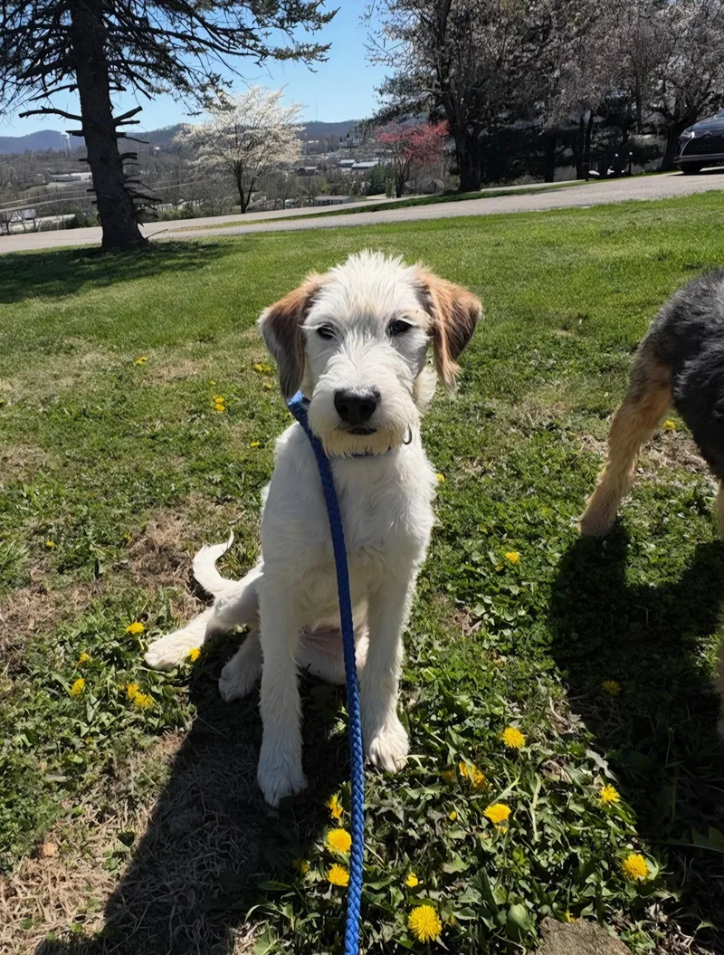 Winter Whisper thumbnail 2