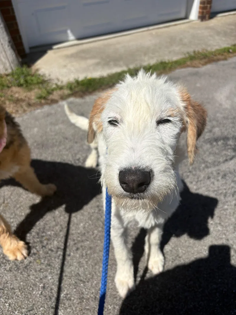 Winter Whisper thumbnail 3