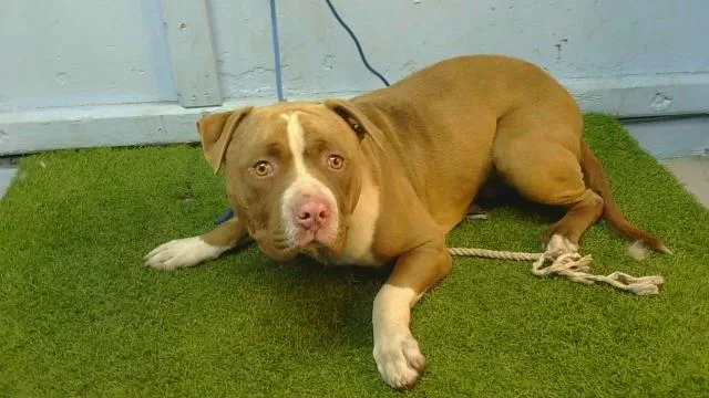 An adult large-sized male Pit Bull Terrier dog named Coffee Cake for adoption in Gardena, CA