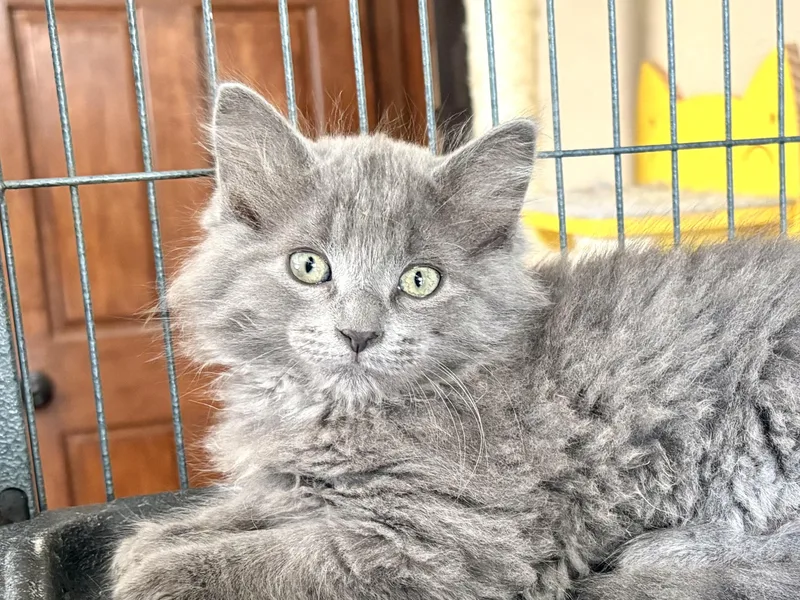A baby small-sized male Gray / Blue / Silver Domestic Long Hair cat named George for adoption in Belvidere, IL