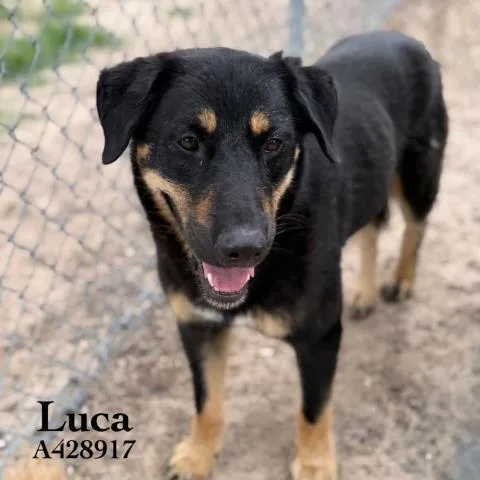 An adult large-sized male German Shepherd Dog dog named Luca for adoption in Conroe, TX
