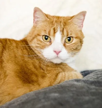 Nacho Bidness thumbnail 2