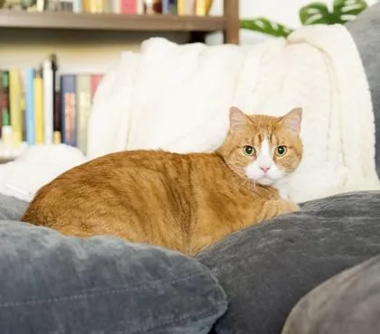 Nacho Bidness thumbnail 3