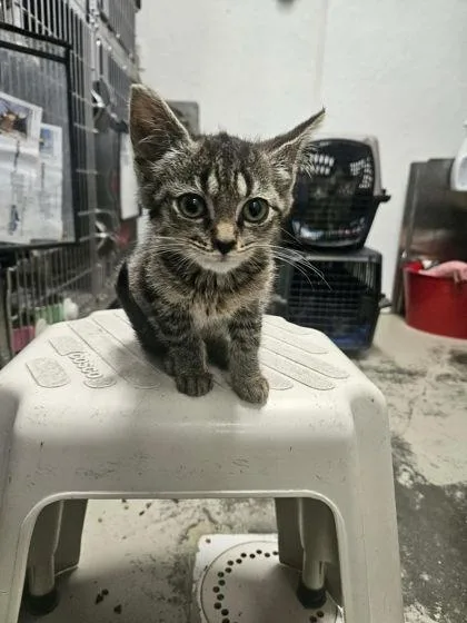 A young medium-sized female Domestic Short Hair cat named Stella for adoption in Sullivan, IN
