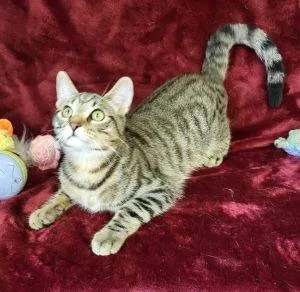 A young medium-sized male Domestic Short Hair cat named Monty for adoption in Bucyrus, OH