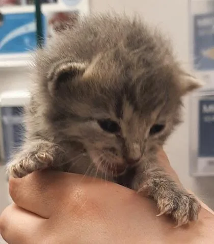 A baby small-sized female Domestic Medium Hair cat named Linta for adoption in Gastonia, NC