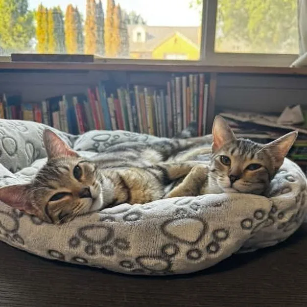 A baby small-sized female Brown / Chocolate Domestic Short Hair cat named Lily Nakamura for adoption in Eagle Mountain, UT
