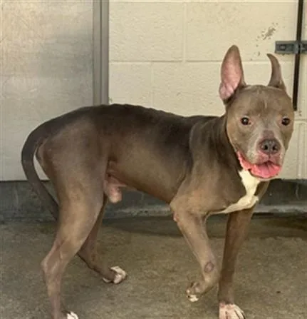 An adult large-sized male Pit Bull Terrier dog named Blue for adoption in Los Angeles, CA